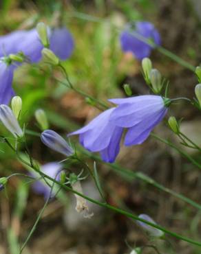 Fotografia 15 da espécie Campanula patula no Jardim Botânico UTAD