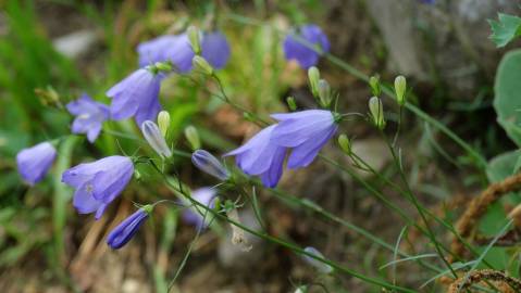 Fotografia da espécie Campanula patula