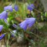 Fotografia 15 da espécie Campanula patula do Jardim Botânico UTAD