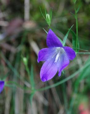 Fotografia 16 da espécie Campanula patula no Jardim Botânico UTAD