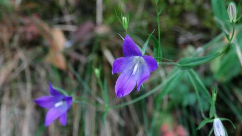 Fotografia da espécie Campanula patula