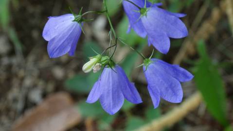 Fotografia da espécie Campanula patula