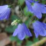 Fotografia 17 da espécie Campanula patula do Jardim Botânico UTAD