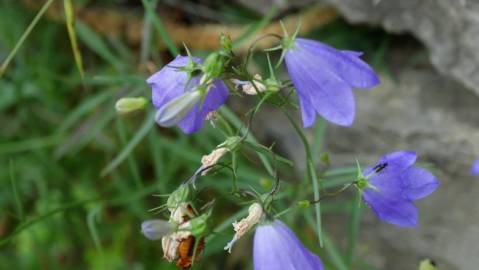 Fotografia da espécie Campanula patula