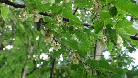 Fotografia da espécie Ostrya carpinifolia