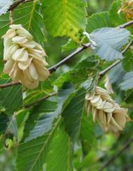 Ostrya carpinifolia