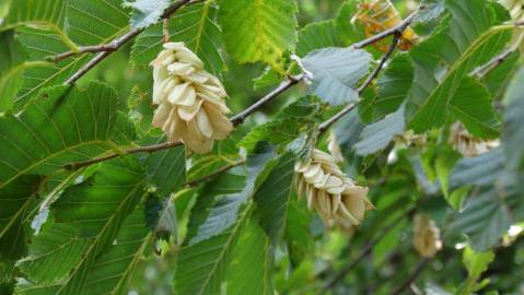 Fotografia da espécie Ostrya carpinifolia