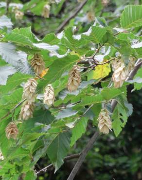 Fotografia 3 da espécie Ostrya carpinifolia no Jardim Botânico UTAD