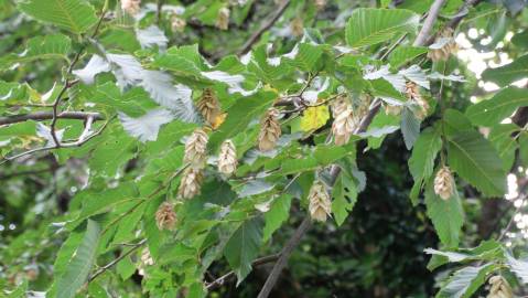 Fotografia da espécie Ostrya carpinifolia