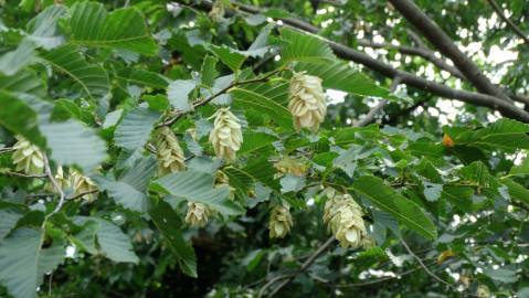 Fotografia da espécie Ostrya carpinifolia