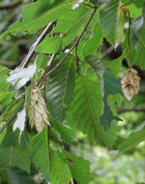 Fotografia 5 da espécie Ostrya carpinifolia no Jardim Botânico UTAD