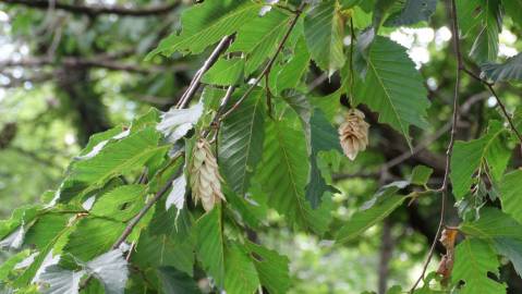 Fotografia da espécie Ostrya carpinifolia