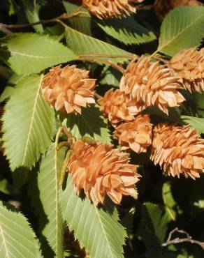 Fotografia 6 da espécie Ostrya carpinifolia no Jardim Botânico UTAD