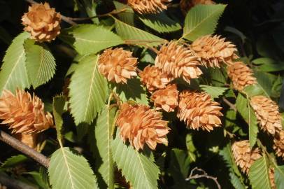 Fotografia da espécie Ostrya carpinifolia