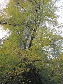 Fotografia da espécie Ostrya carpinifolia