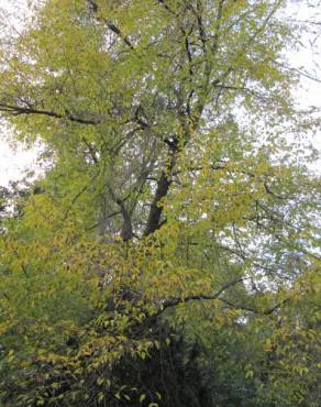 Fotografia 7 da espécie Ostrya carpinifolia no Jardim Botânico UTAD