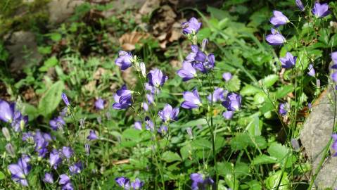 Fotografia da espécie Campanula patula