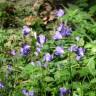 Fotografia 19 da espécie Campanula patula do Jardim Botânico UTAD