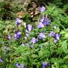 Fotografia 19 da espécie Campanula patula do Jardim Botânico UTAD