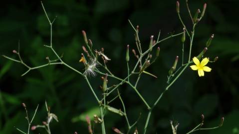 Fotografia da espécie Lapsana communis subesp. communis