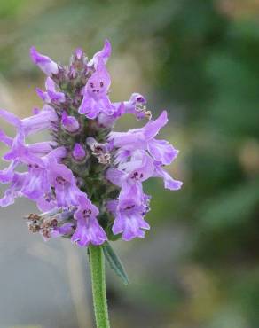 Fotografia 12 da espécie Betonica officinalis subesp. officinalis no Jardim Botânico UTAD