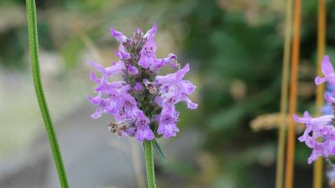 Fotografia da espécie Betonica officinalis subesp. officinalis