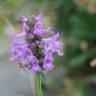 Fotografia 12 da espécie Betonica officinalis subesp. officinalis do Jardim Botânico UTAD