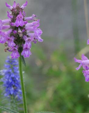 Fotografia 13 da espécie Betonica officinalis subesp. officinalis no Jardim Botânico UTAD