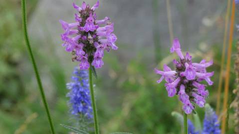 Fotografia da espécie Betonica officinalis subesp. officinalis