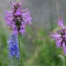 Fotografia 13 da espécie Betonica officinalis subesp. officinalis do Jardim Botânico UTAD