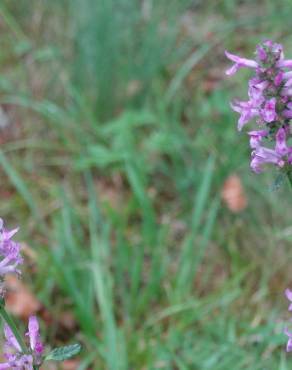 Fotografia 14 da espécie Betonica officinalis subesp. officinalis no Jardim Botânico UTAD