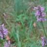 Fotografia 14 da espécie Betonica officinalis subesp. officinalis do Jardim Botânico UTAD