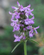 Fotografia da espécie Betonica officinalis