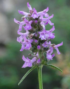 Fotografia 1 da espécie Betonica officinalis subesp. officinalis no Jardim Botânico UTAD