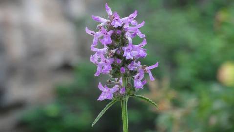 Fotografia da espécie Betonica officinalis subesp. officinalis