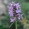 Fotografia 1 da espécie Betonica officinalis subesp. officinalis do Jardim Botânico UTAD