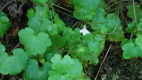 Fotografia da espécie Cymbalaria muralis subesp. muralis