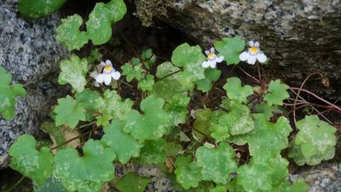 Fotografia da espécie Cymbalaria muralis subesp. muralis