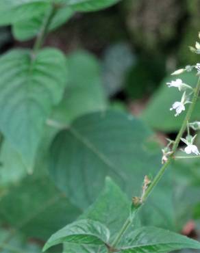 Fotografia 7 da espécie Circaea lutetiana subesp. lutetiana no Jardim Botânico UTAD