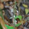 Fotografia 8 da espécie Circaea lutetiana subesp. lutetiana do Jardim Botânico UTAD