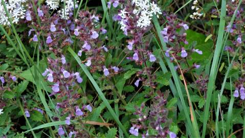 Fotografia da espécie Teucrium chamaedrys