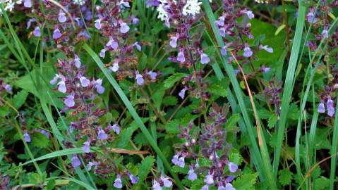 Fotografia da espécie Teucrium chamaedrys