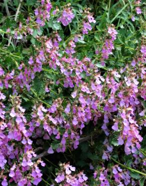 Fotografia 4 da espécie Teucrium chamaedrys no Jardim Botânico UTAD