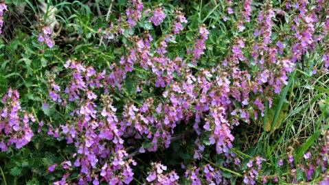 Fotografia da espécie Teucrium chamaedrys