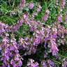 Fotografia 4 da espécie Teucrium chamaedrys do Jardim Botânico UTAD