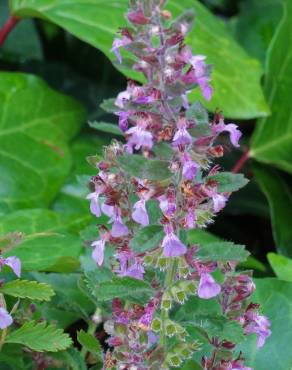 Fotografia 5 da espécie Teucrium chamaedrys no Jardim Botânico UTAD