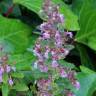 Fotografia 5 da espécie Teucrium chamaedrys do Jardim Botânico UTAD