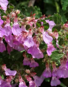 Fotografia 1 da espécie Teucrium chamaedrys no Jardim Botânico UTAD