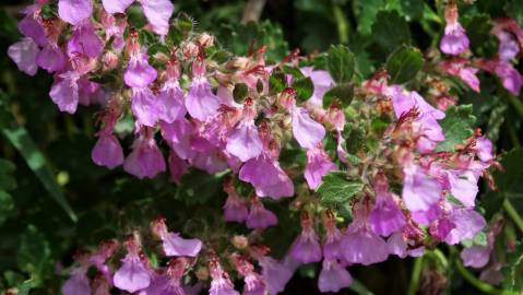 Fotografia da espécie Teucrium chamaedrys