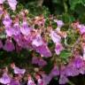 Fotografia 1 da espécie Teucrium chamaedrys do Jardim Botânico UTAD